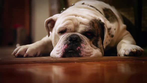 Tired Olde English Bulldog