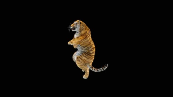 66 Tiger Dancing HD