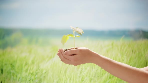 Green Plant Sprout in Hands Closeup Seedling with Soil on Field Background