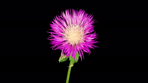 Time Lapse of Blossoms Purple Flower of Persian Cornflower Centaurea Dealbata