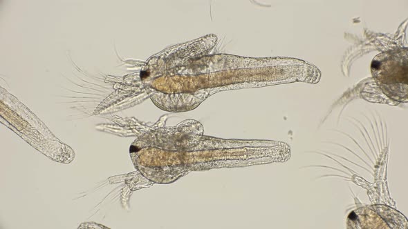 Movement Larvae, Nauplios Artemia Salina