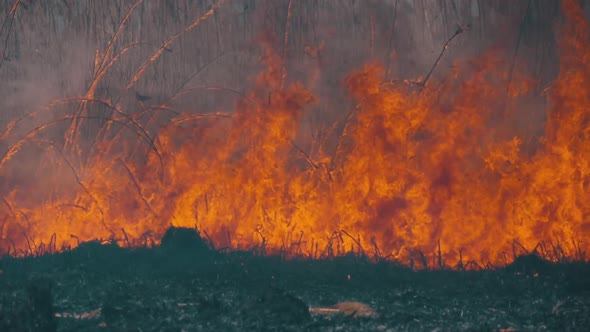 Fire in the Forest. Flame From Burning Dry Grass, Trees and Reeds. Slow Motion