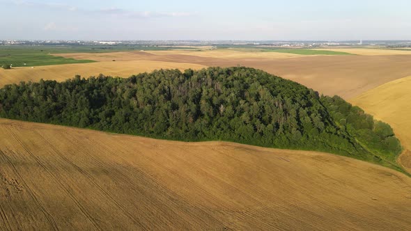 Yellow Field From A Bird's Eye View