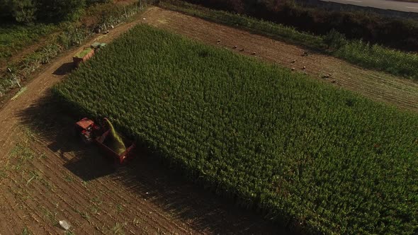 Agriculture Corn Harvest