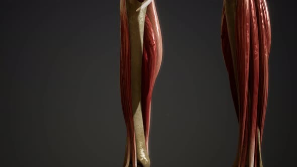 Muscular System of Human Body Animation