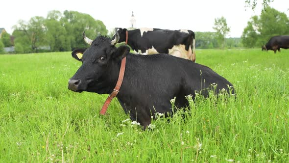 A black cow lies on a green meadow, then stands up