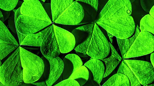 Background with Clover for Saint Patrick's Day