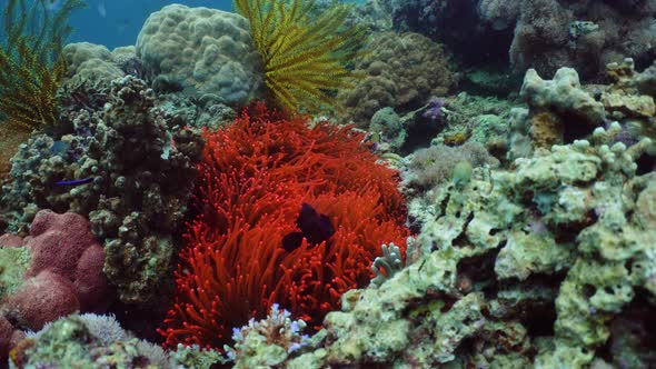 Coral Reef and Fishes Underwater