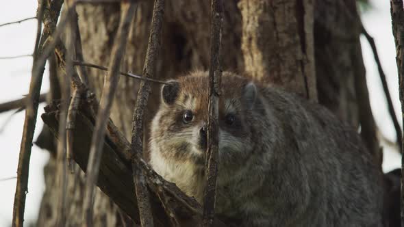 Dassie rat