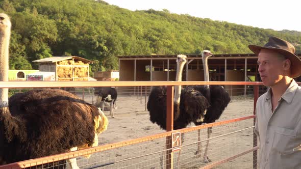 Ostrich Farming