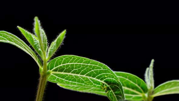 Mung beans germination on black background