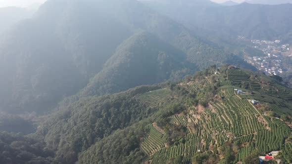 Tea plantation in hangzhou china