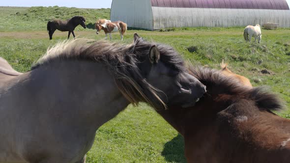 Two icelandic horses during mutual grooming
