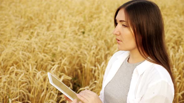 Brunette Woman Typing Text on Tablet in Ripe Wheat Field Slow Motion