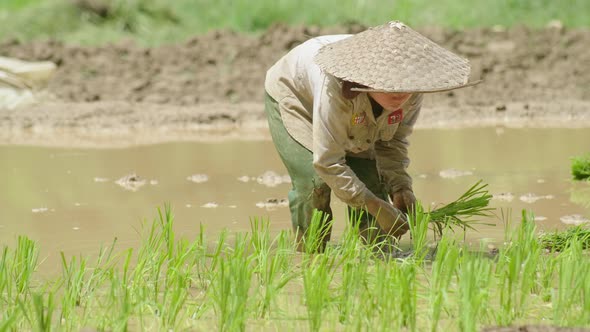 Farmer Planting Rice Sprout In Laos