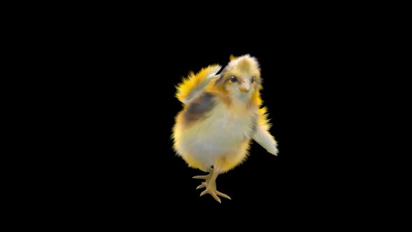 27 Baby Chicks Dancing HD