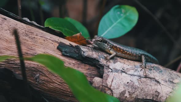 African Lizard Sits on a Log in the Rainforest Zanzibar Trachylepis Striata