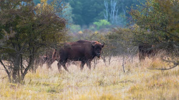 European bison giving a mysterious look, herd walks by in a dry prairie,Czechia.