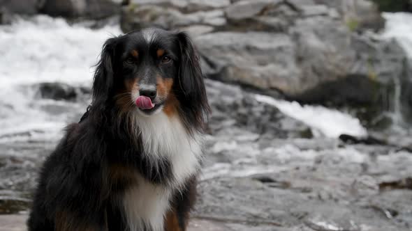 A mini Australian Shepherd sitting and licking their lips in front of a waterfall.