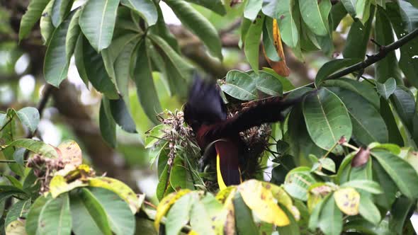 Montezuma Oropendola (psarocolius montezuma), uilding a Nest in a Tree in the Rainforest of Costa Ri