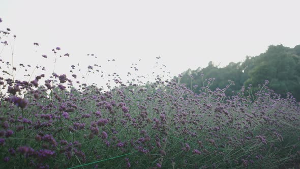 Slow Close Pan of Plant with Purple Flowers on Field By Forest