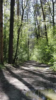 Vertical Video of Green Forest During the Day