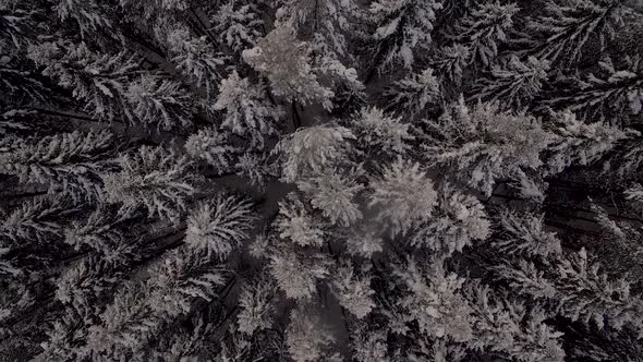 Aerial view of the dense forest in the snow in winter