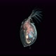 Water Flea Daphnia Pulex Under a Microscope Class Branchiopoda - VideoHive Item for Sale