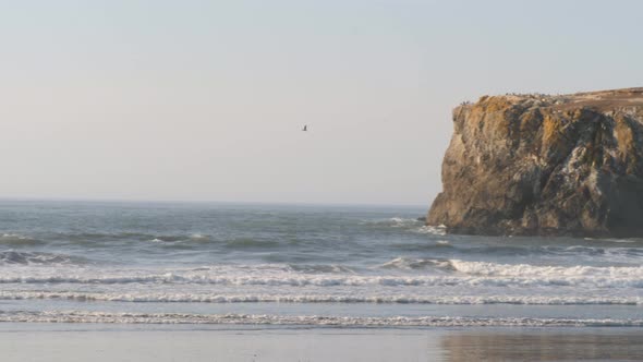 A large bird flies over the majestic beach in Oregon.