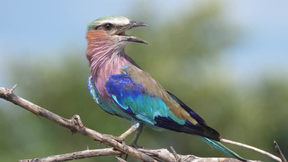 Lilac-breasted roller with an open beak 