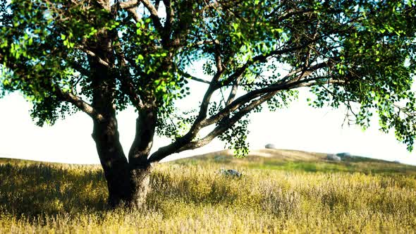 Old Linden Tree on Autumn Hill Meadowy