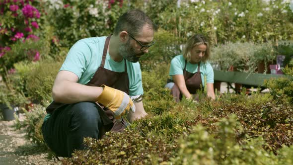 Greenhouse Male Owner Cutting Houseplants with Pruner