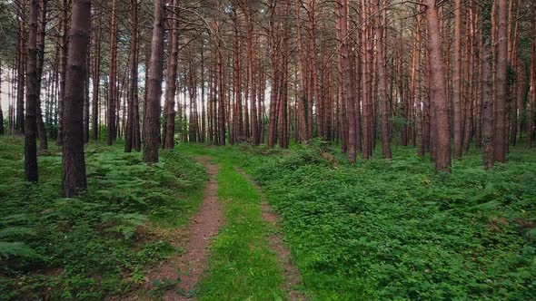 Personal Perspective of Walking on a Path in the Green Forest, Steady Cam Shot. Pov of Hiker Walking