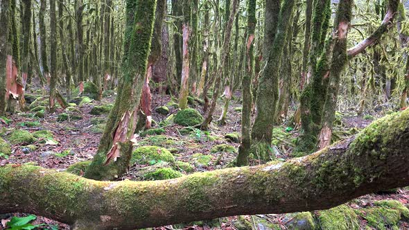 Tree Barks in a Mystic Forest Completely Covered With Moss