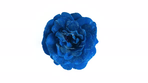 Blue Rose with Dew on White Background