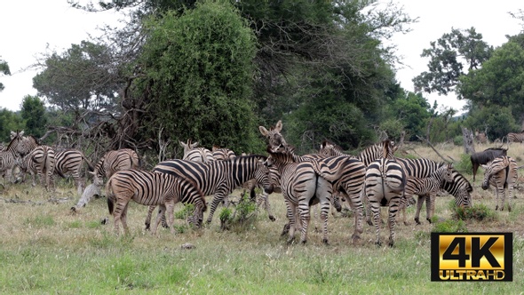 Zebra Herd Grazing