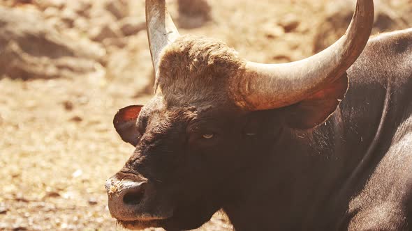 Goa, India. Gaur Bull, Bos Gaurus Or Indian Bison. It Is The Largest Species Among The Wild Cattle