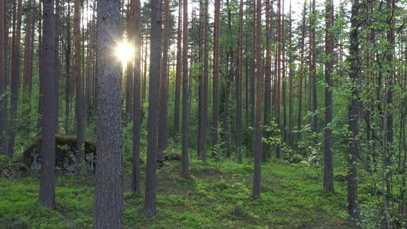 Flight in the evergreen forest on a summer sunny day