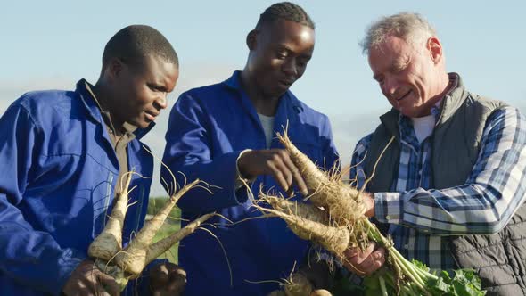 Men working on farm