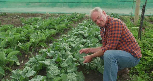 Mature man working on farm