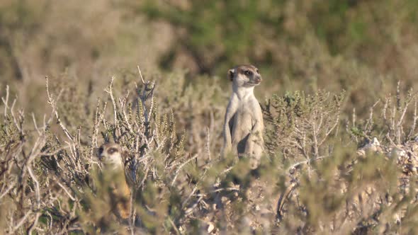 Two Meerkats looking around 