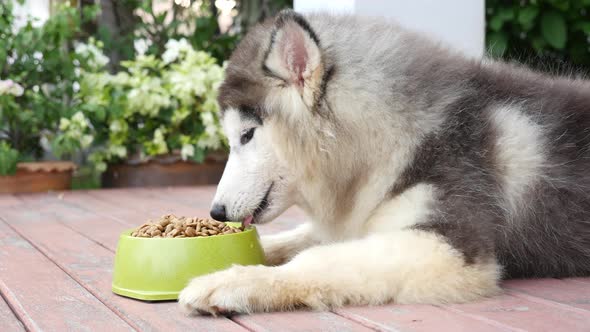 Close Up Of Siberian Husky Dog Eating Food In A Bowl On Wooden Floor