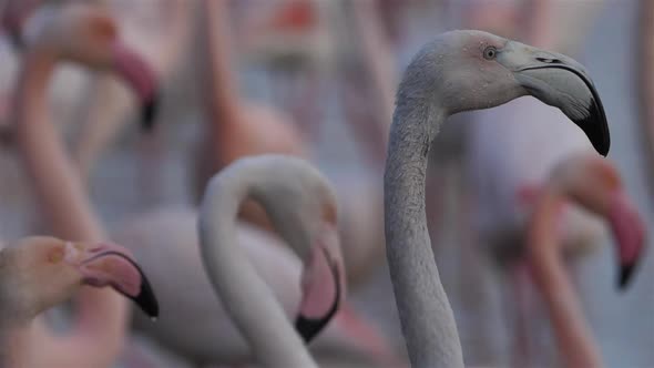 Greater Flamingos, Phoenicopterus roseus,Pont De Gau,Camargue, France