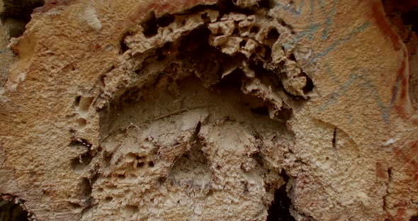 Cross Section of the Tree