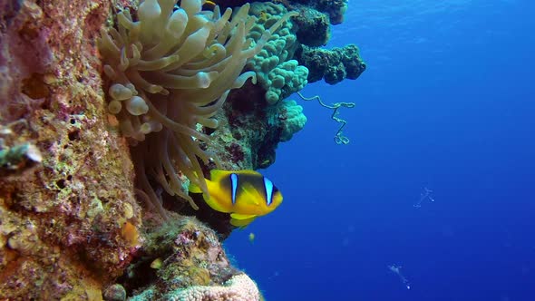 Clown Fish and Anemone Partner Shrimp