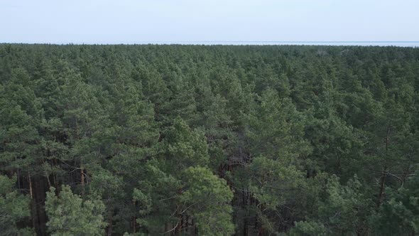 Pine Forest in the Afternoon Aerial View Slow Motion