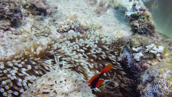 Coral Reef and Fishes Underwater