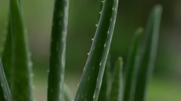 Aloe Vera Plant 18