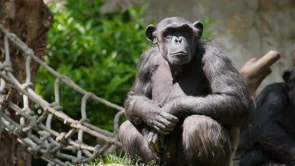 Portrait of a Chimpanzee