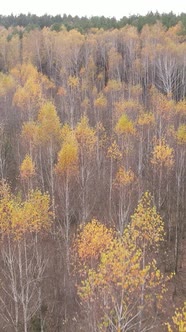 Vertical Video of a Forest with Trees During the Day